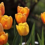 tulips, yellow tulips, flowers